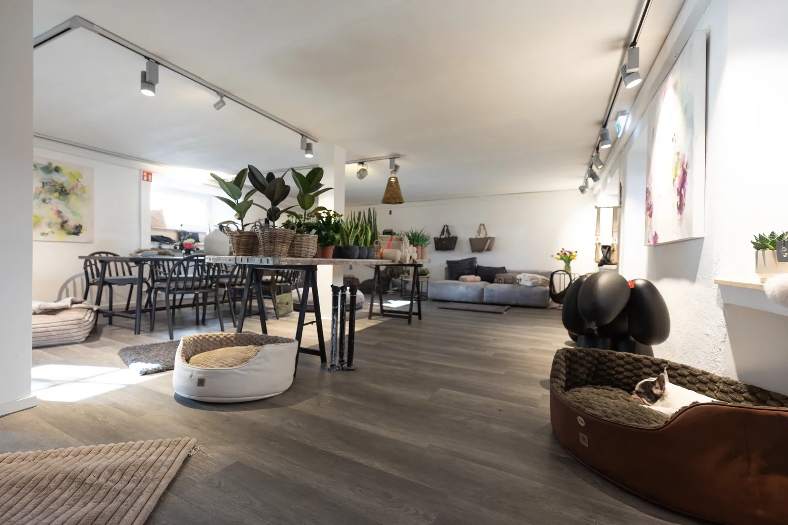 Blick durch den store m.: Möbel, Pflanzen und Wohnaccessoires unter Schienenlicht